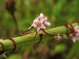 Cuscuta epithymum