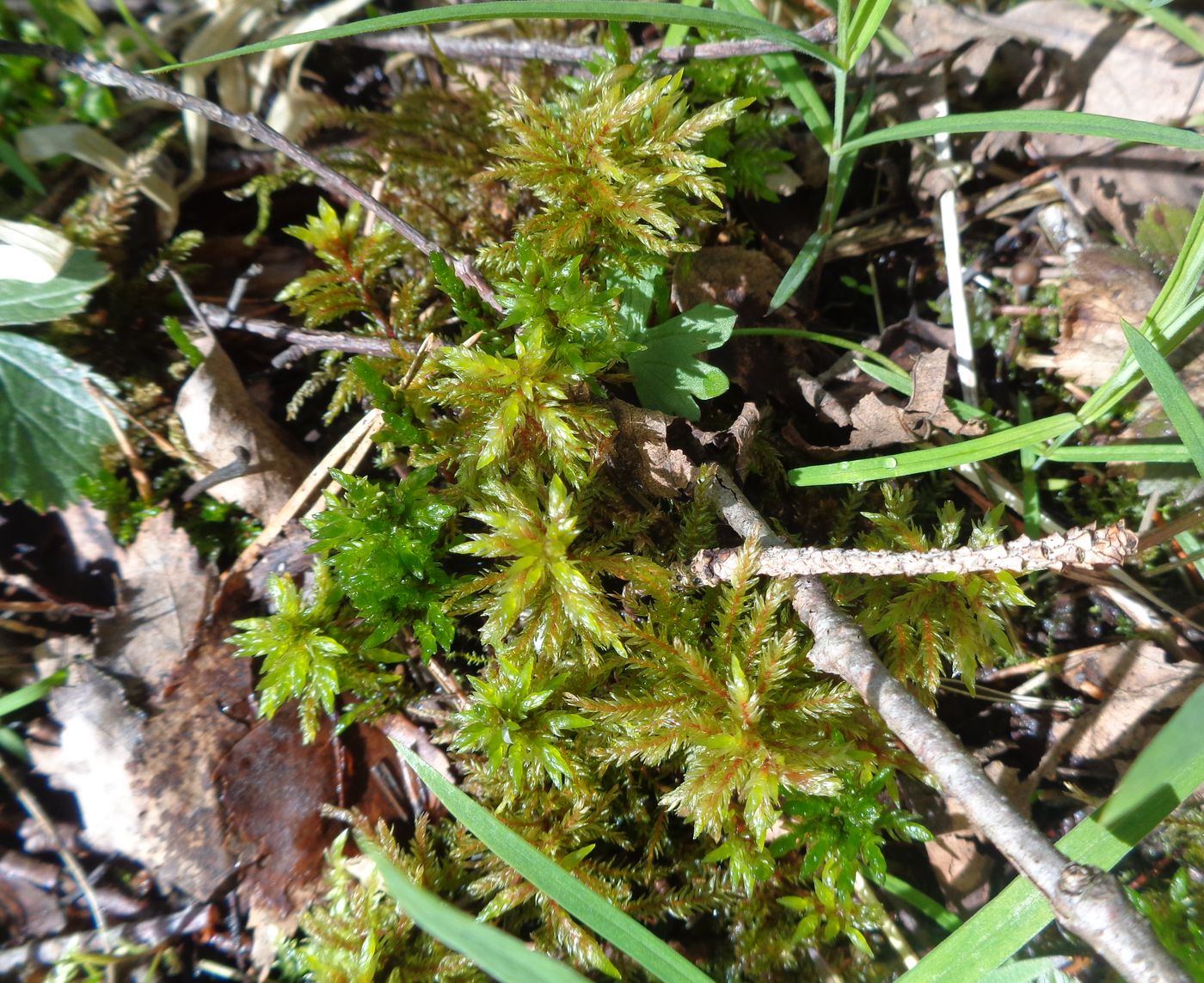 Изображение особи Climacium dendroides.