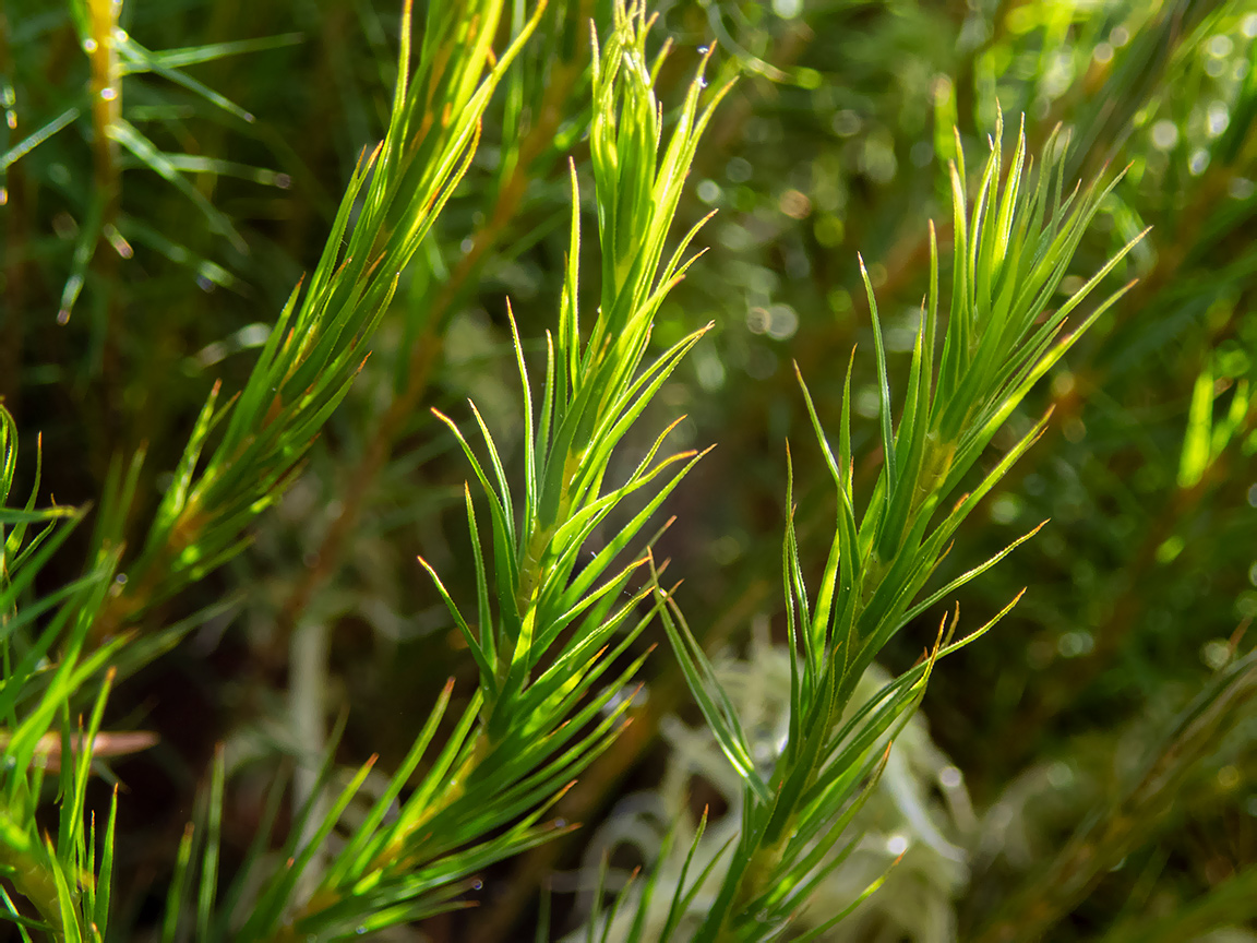 Image of Polytrichum commune specimen.