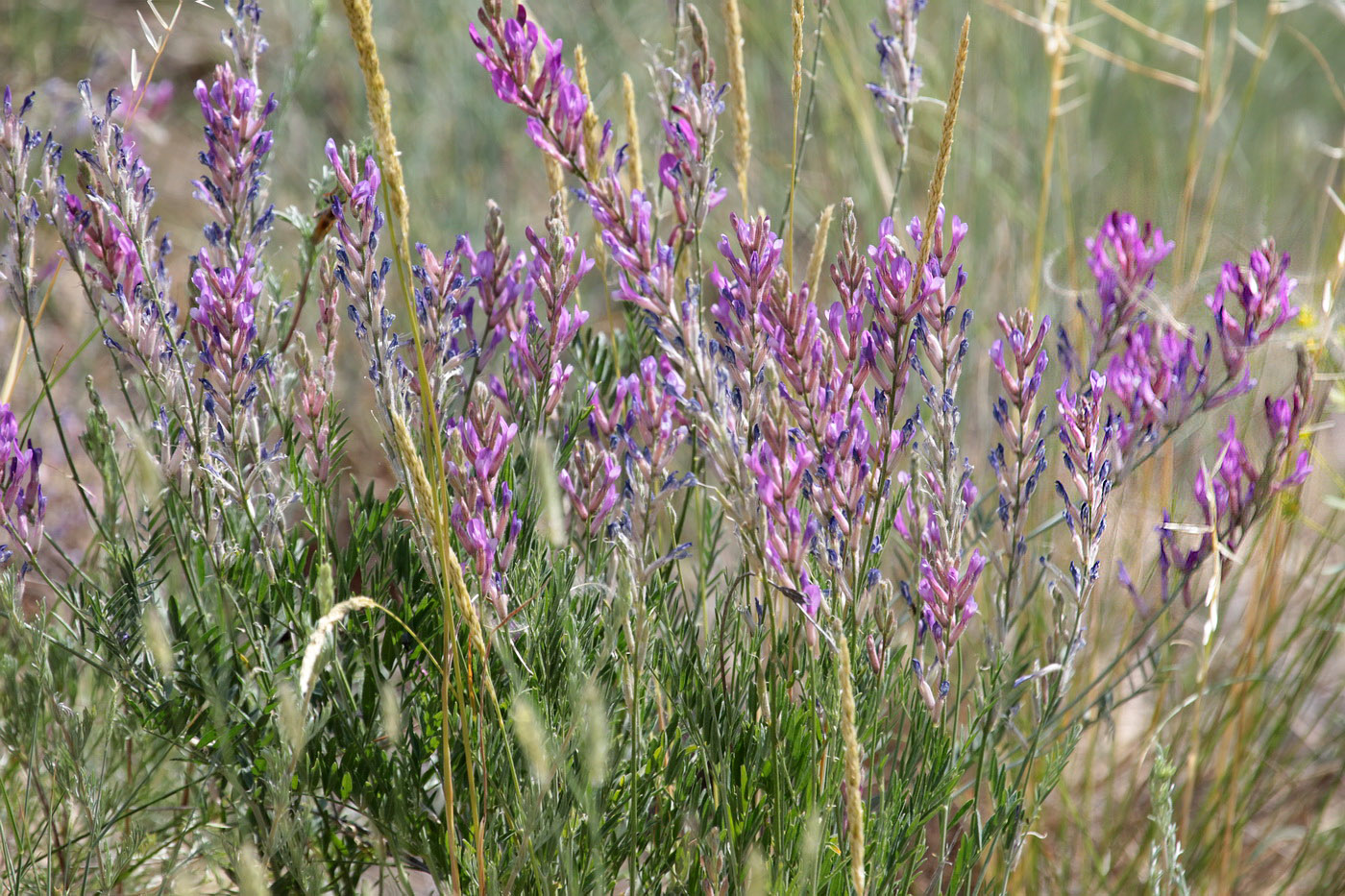 Image of Astragalus varius specimen.