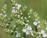 Goniolimon elatum