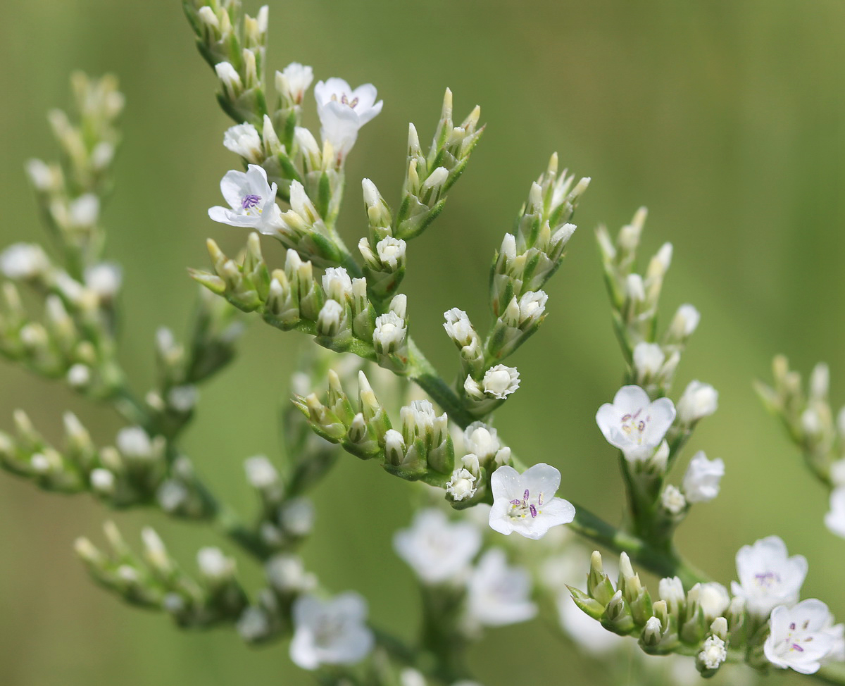 Изображение особи Goniolimon elatum.