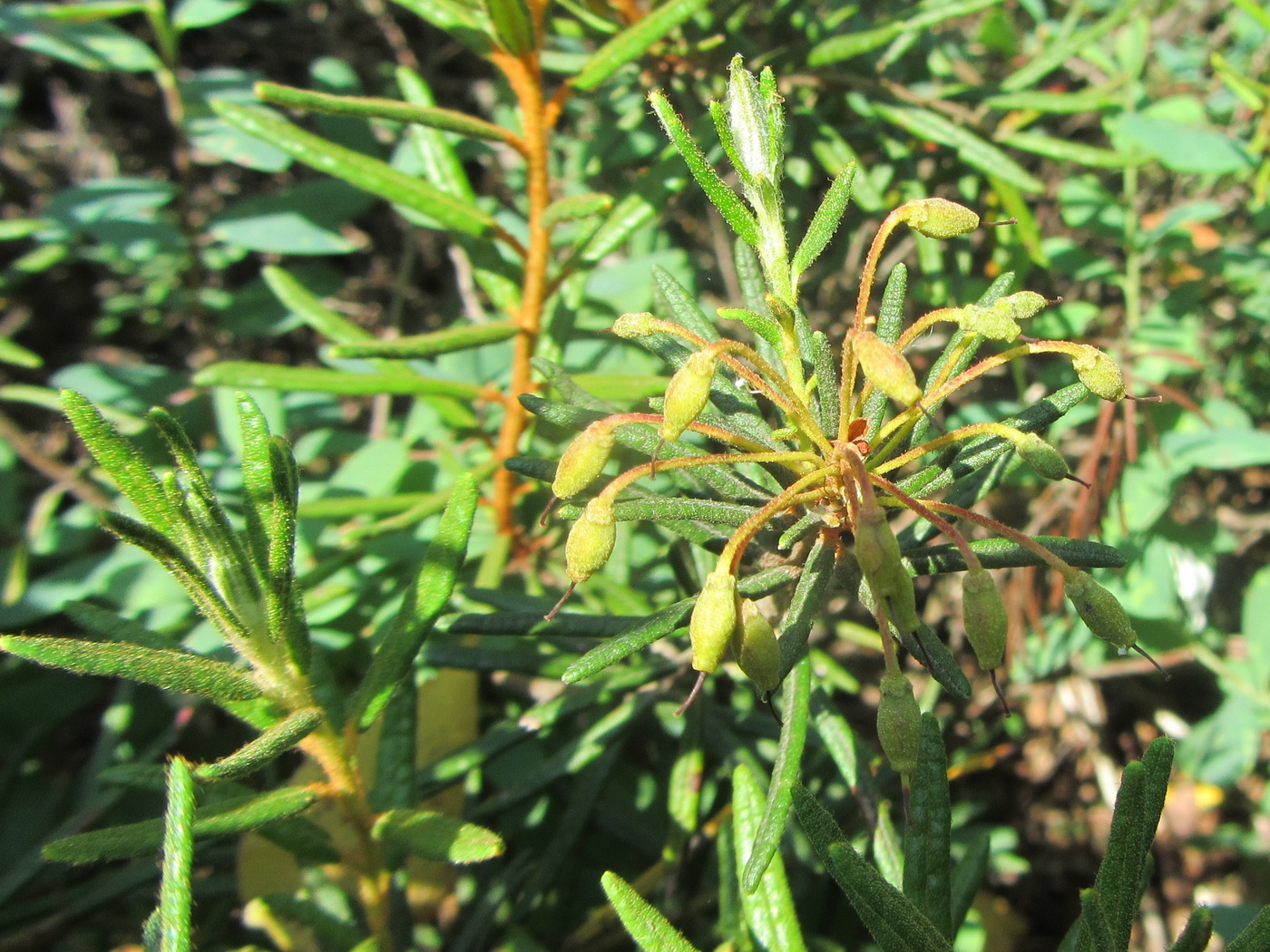 Image of Ledum palustre specimen.
