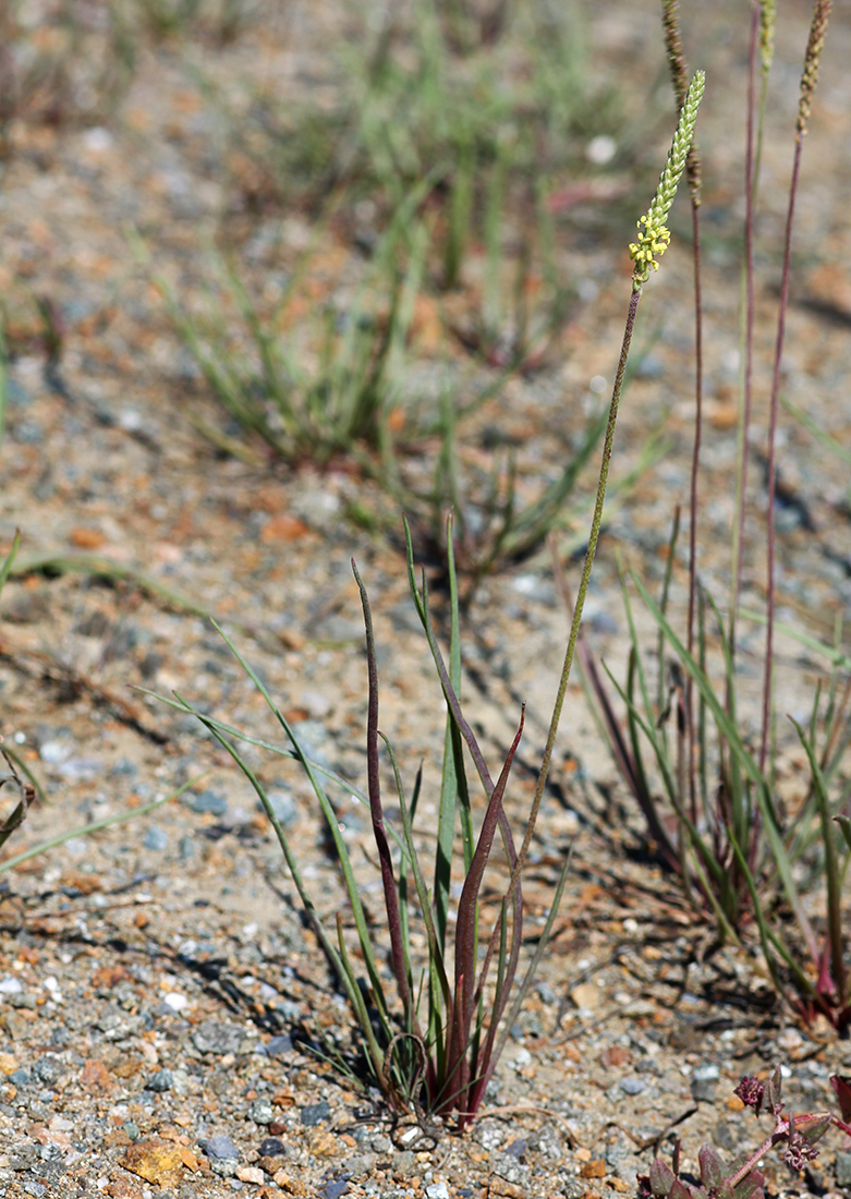 Изображение особи Plantago salsa.