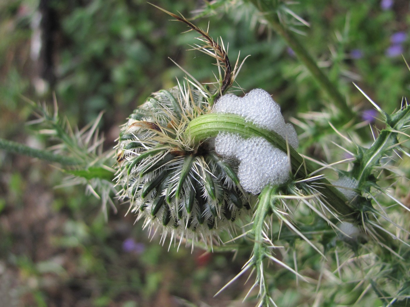 Изображение особи Cirsium echinus.