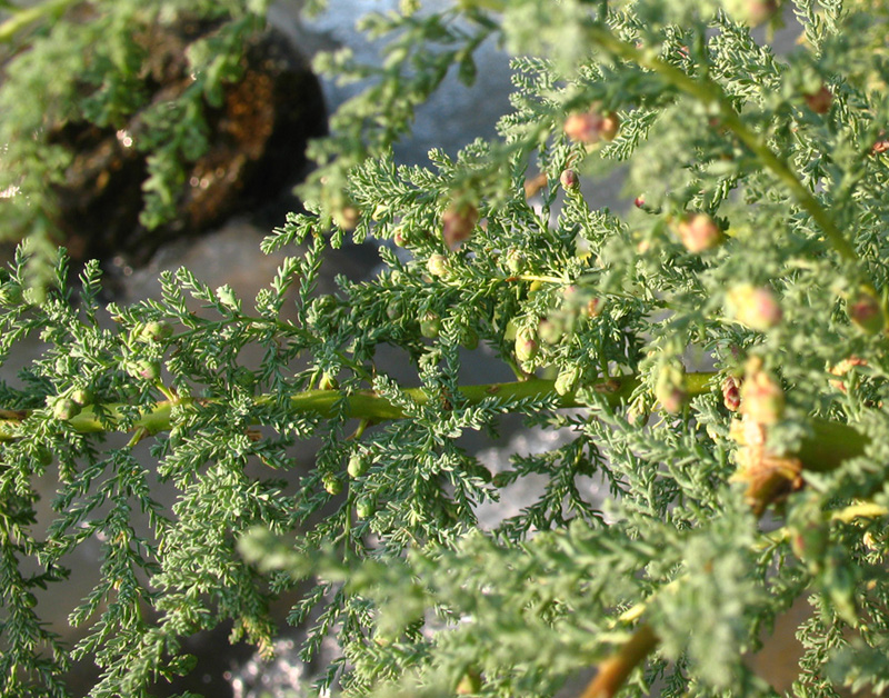 Image of Myricaria bracteata specimen.