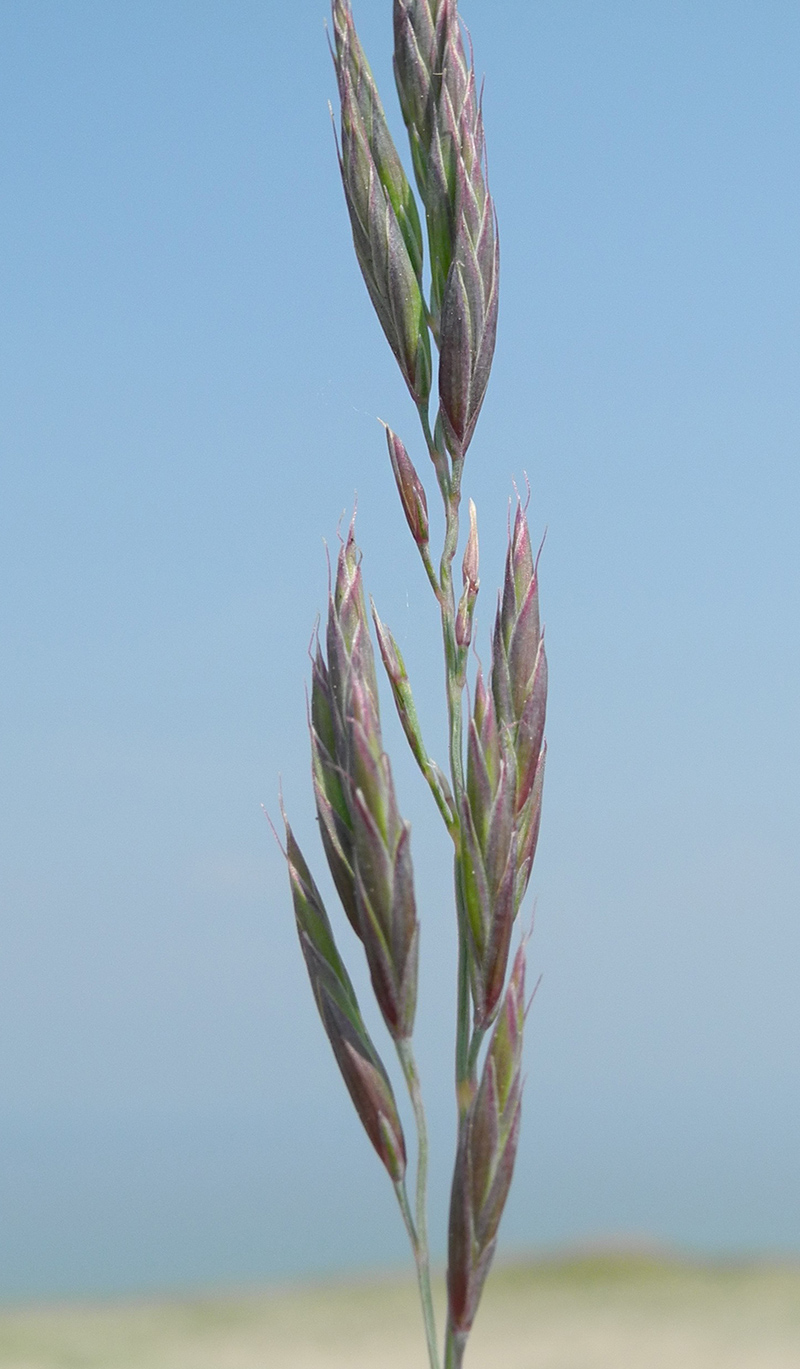 Изображение особи Festuca baicalensis.