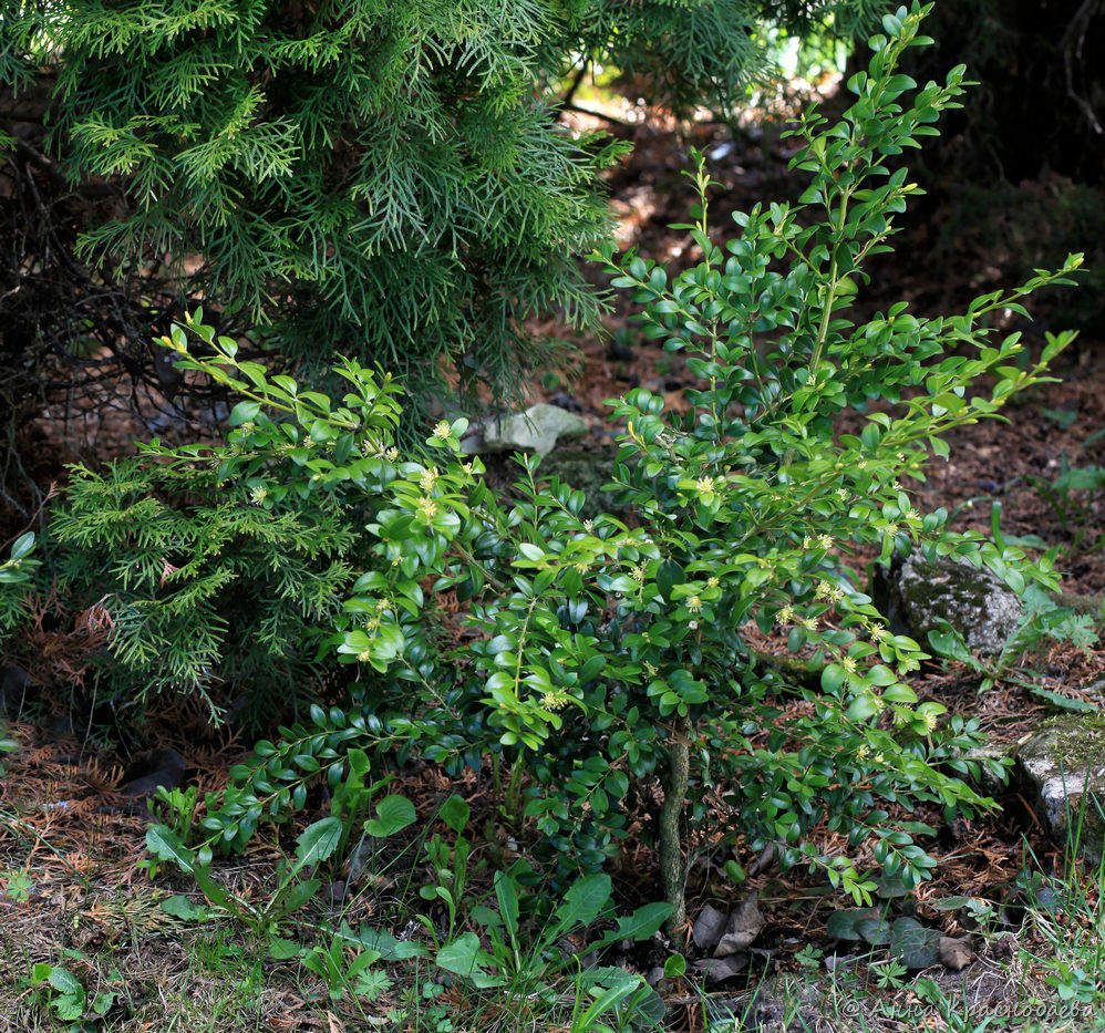 Image of Buxus colchica specimen.
