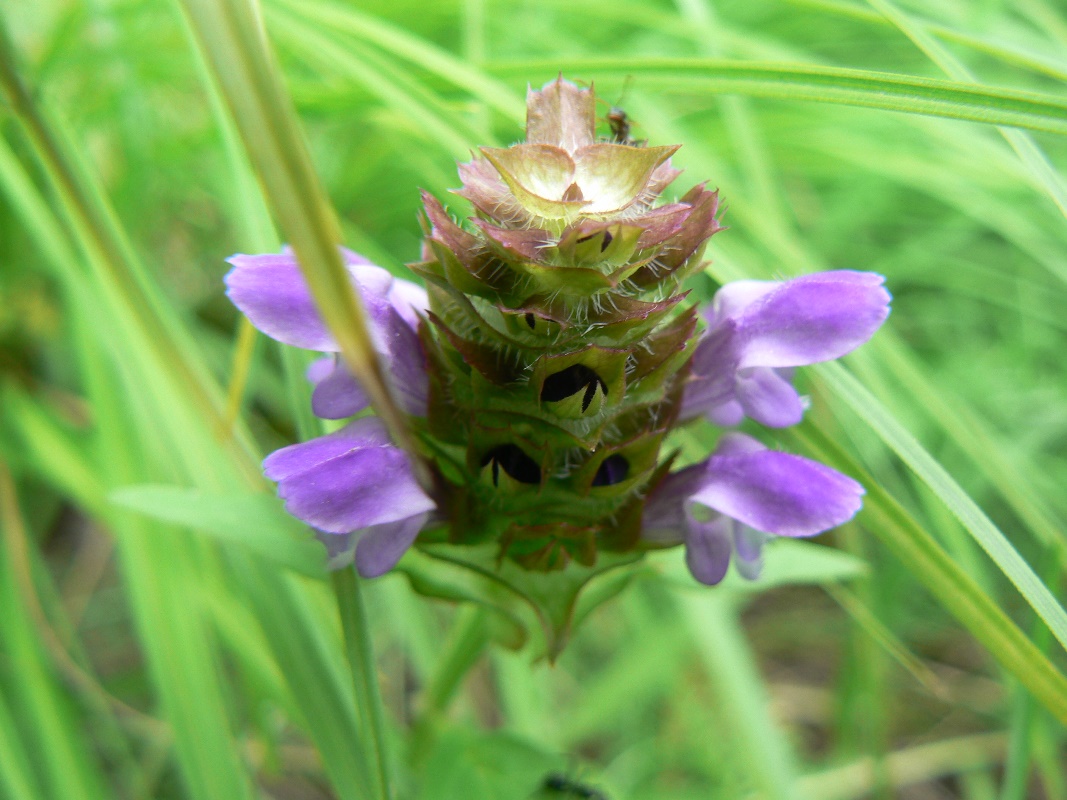 Изображение особи Prunella japonica.