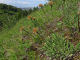 Aster serpentimontanus