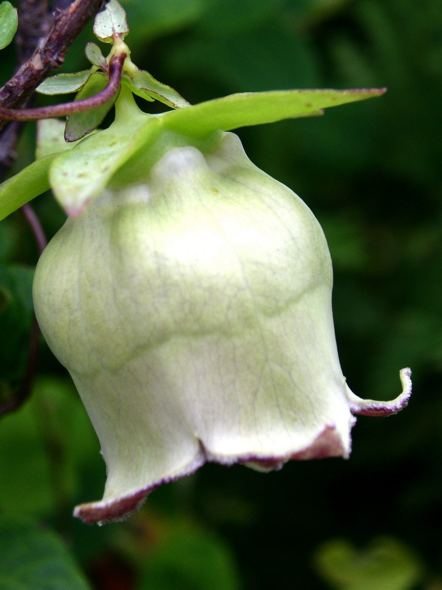 Image of Codonopsis lanceolata specimen.