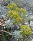 Euphorbia spinidens