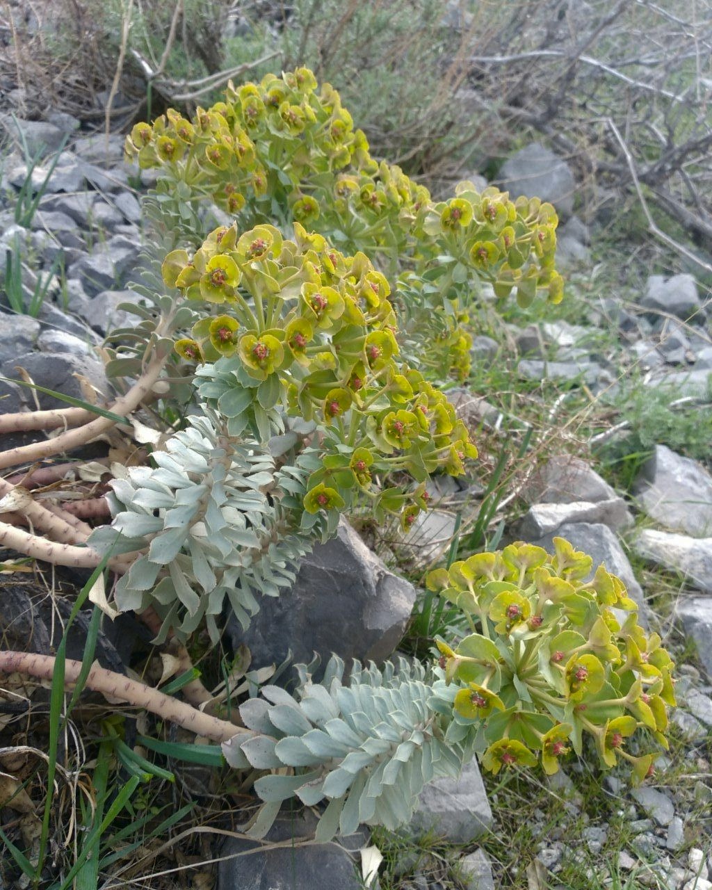 Image of Euphorbia spinidens specimen.