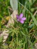 род Geranium