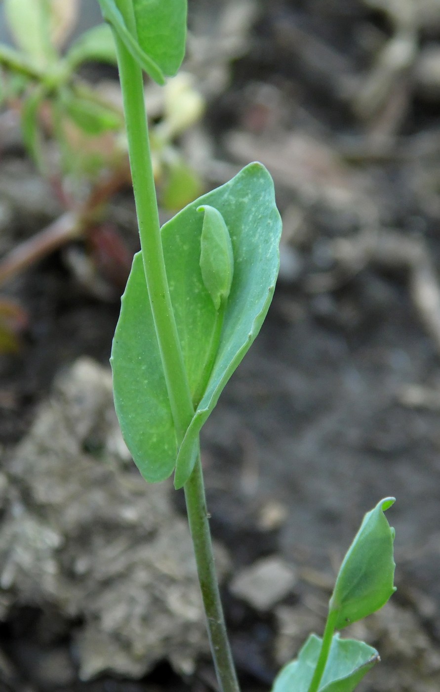 Image of Microthlaspi perfoliatum specimen.