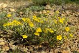 genus Helianthemum