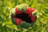 Papaver setiferum