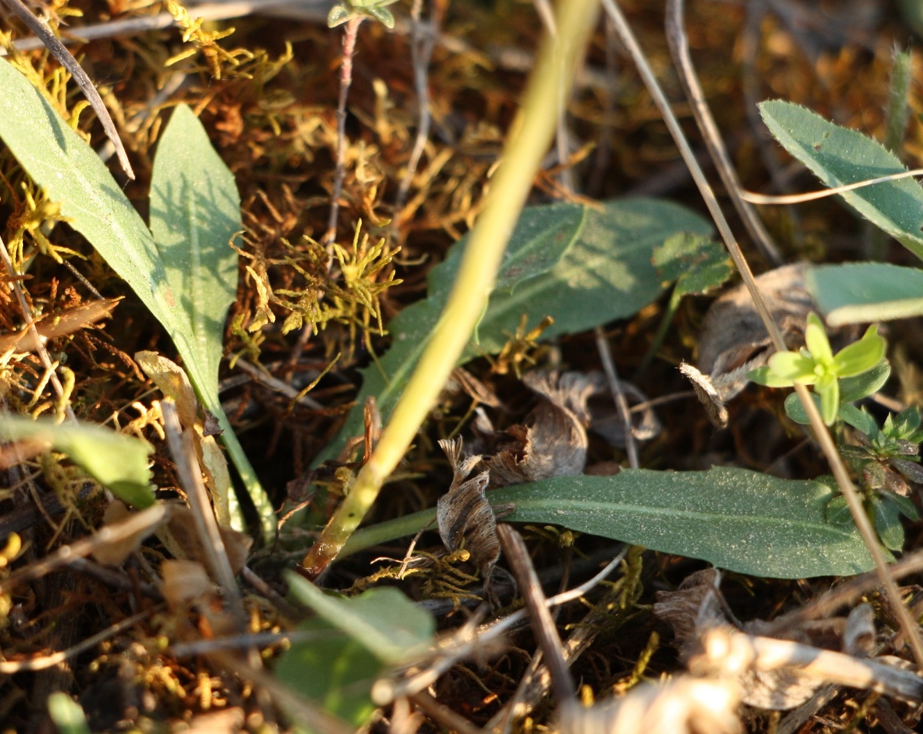 Image of Taraxacum proximum specimen.