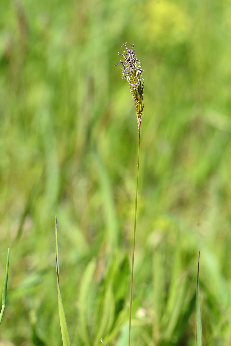 Изображение особи Anthoxanthum odoratum.