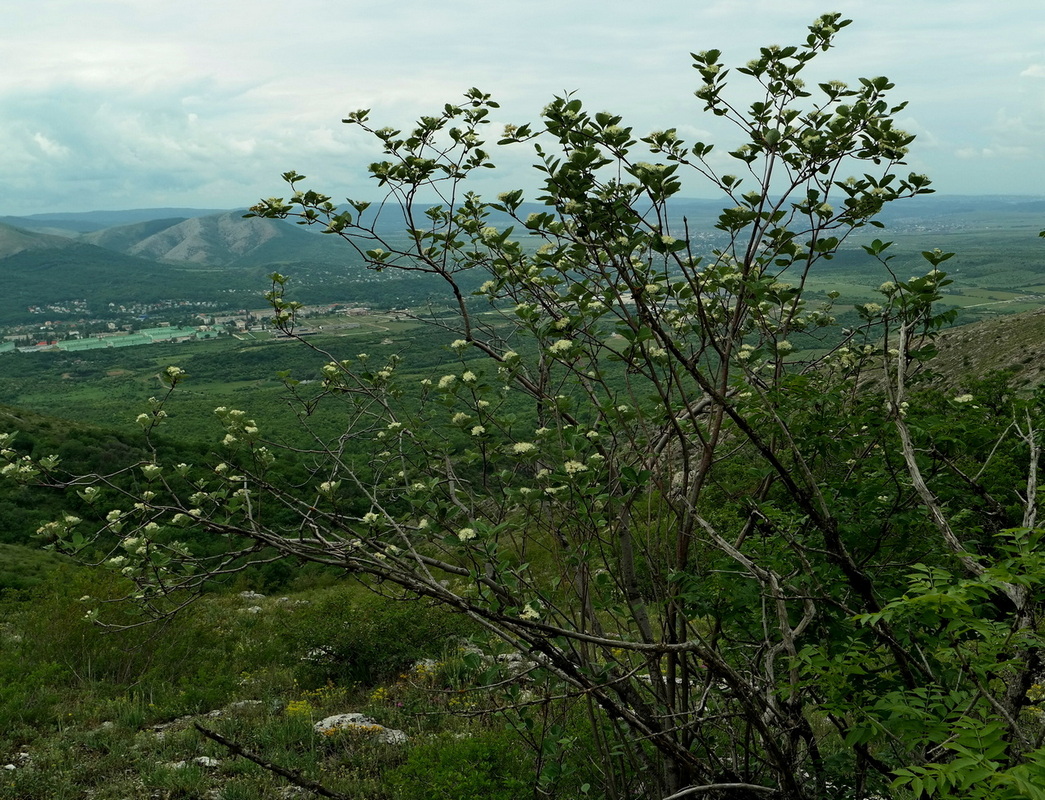 Image of Sorbus taurica specimen.