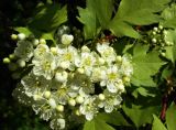 Image of taxon representative. Author is Игорь Евдокимов