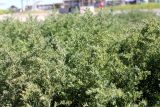 Suaeda crassifolia. Вегетирующие растения. Казахстан, г. Актау, на морском побережье. 21 июня 2021 г.