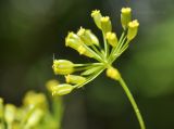 Bupleurum komarovianum. Соплодие. Приморский край, Уссурийский гор. округ, окр. с. Монакино, поляна в широколиственном лесу на небольшой сопке. 22.07.2021.