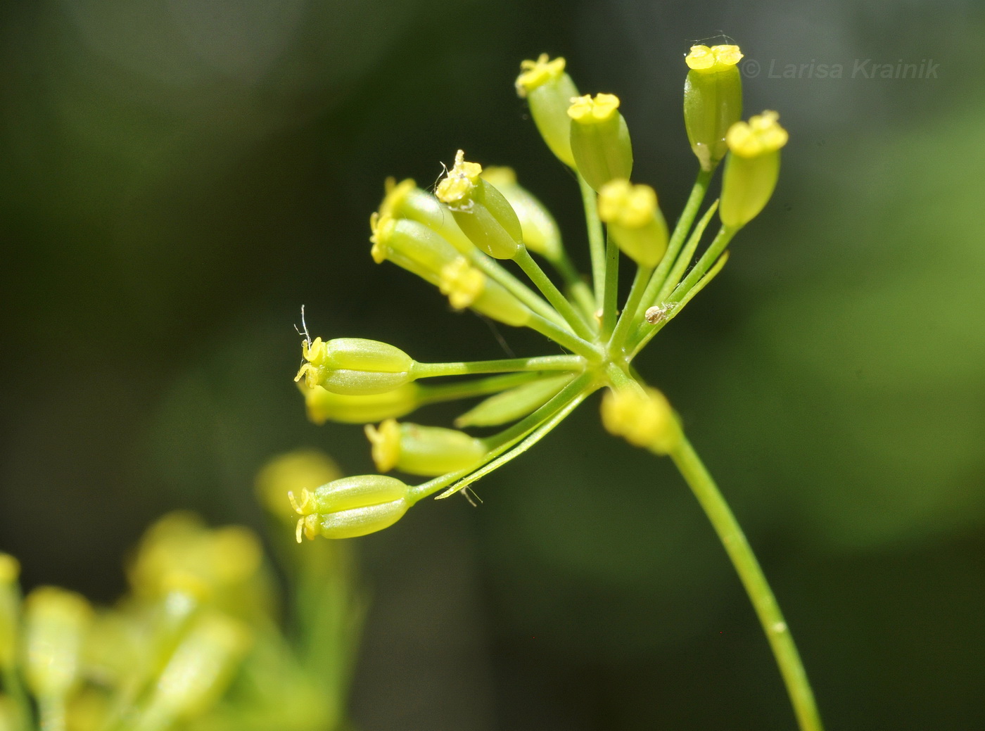 Image of Bupleurum komarovianum specimen.