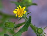 Senecio viscosus. Соцветие. Приморский край, Лазовский р-н, Лазовский заповедник, 2 км Ю кордона Америка. 17.08.2009.