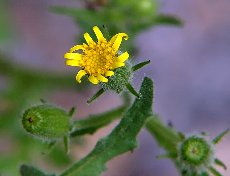 Изображение особи Senecio viscosus.