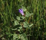 Scutellaria galericulata