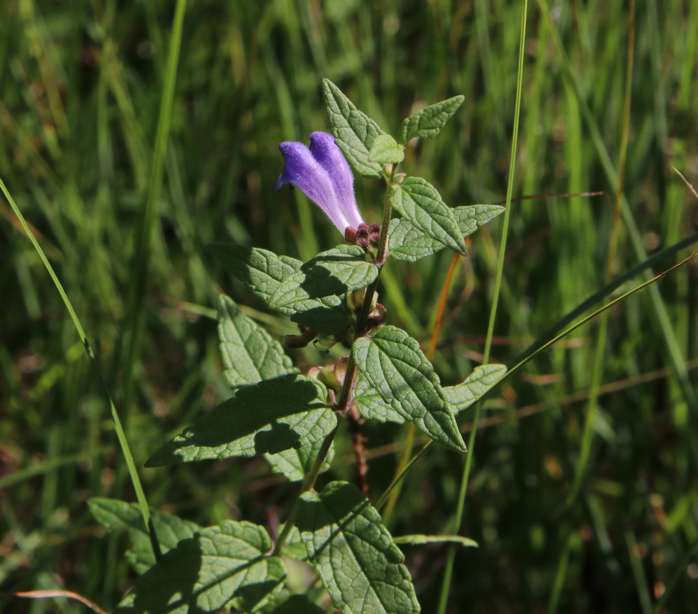 Изображение особи Scutellaria galericulata.