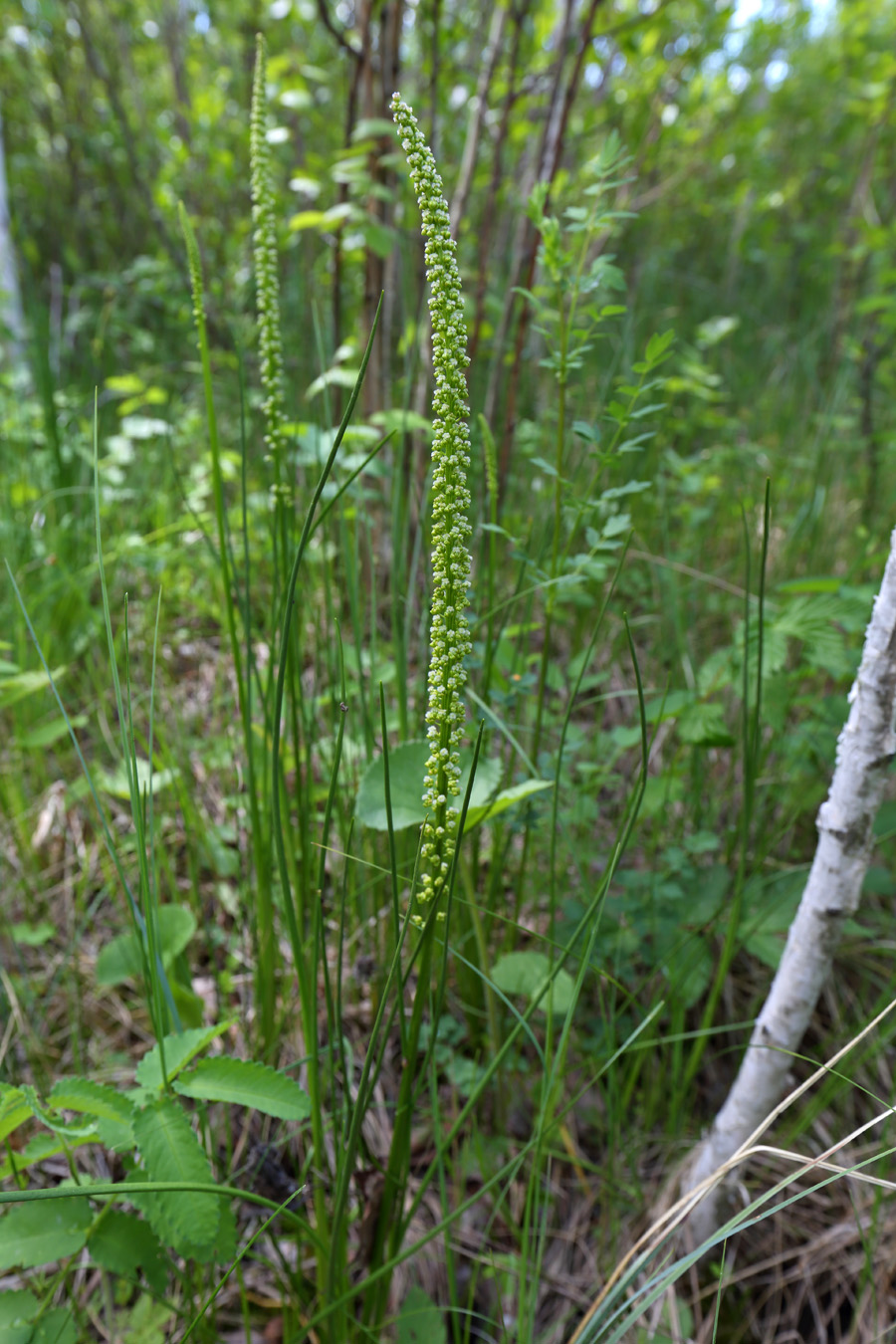 Image of Triglochin maritima specimen.