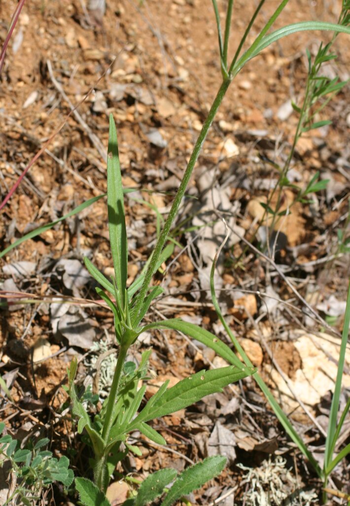 Изображение особи Knautia orientalis.