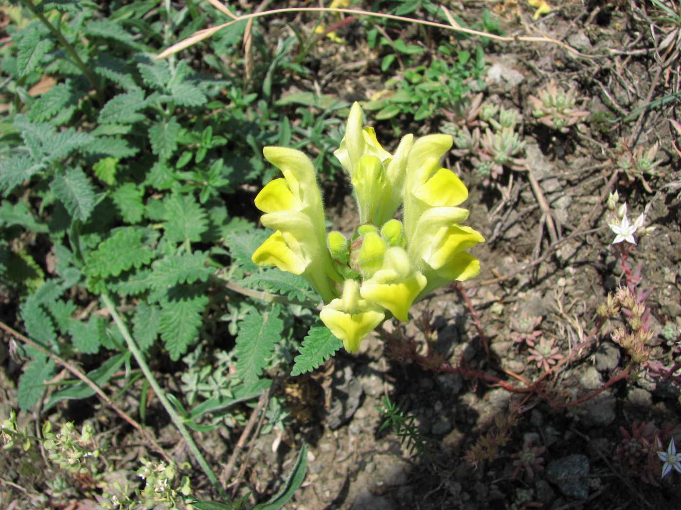 Image of Scutellaria oreophila specimen.