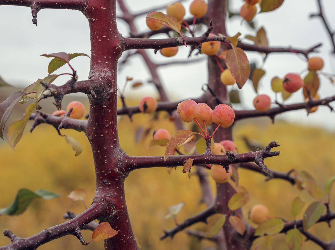 Изображение особи Malus baccata.