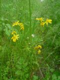 Senecio vernalis