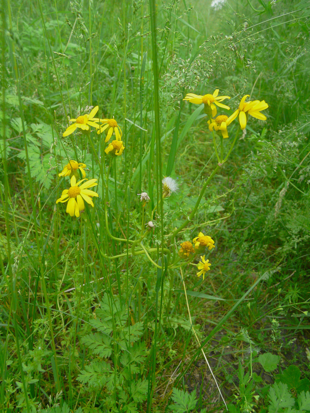 Изображение особи Senecio vernalis.