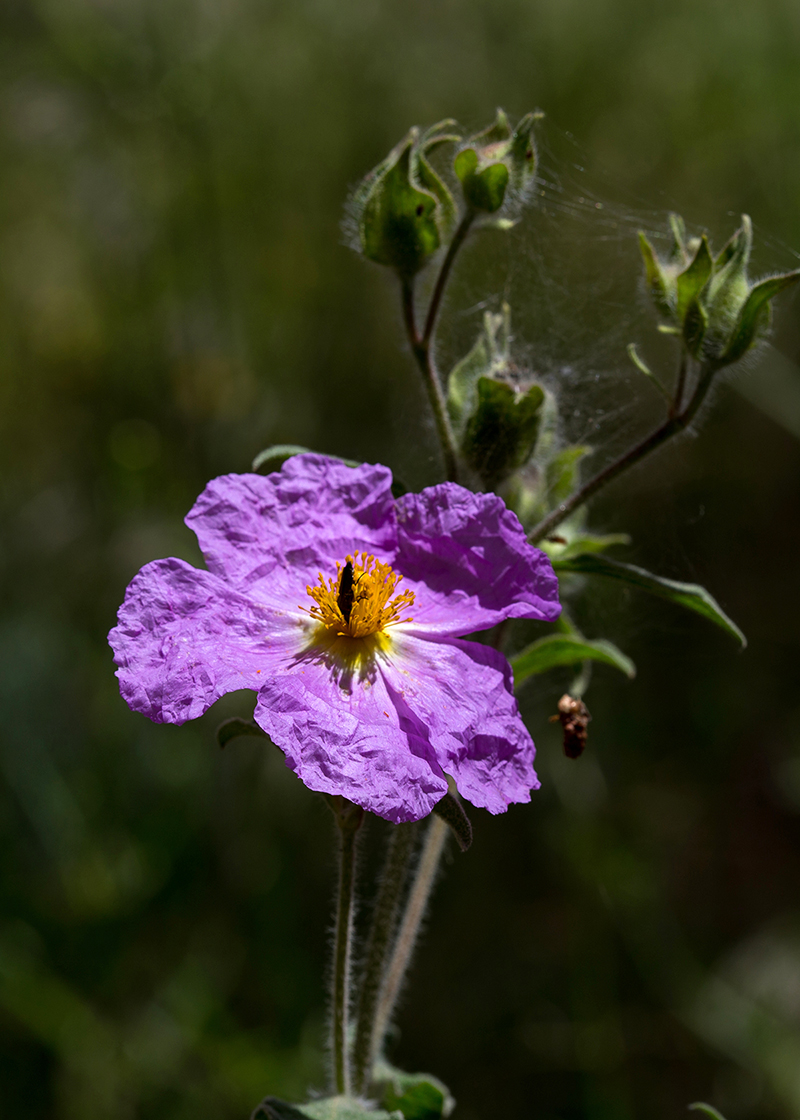 Изображение особи Cistus creticus.