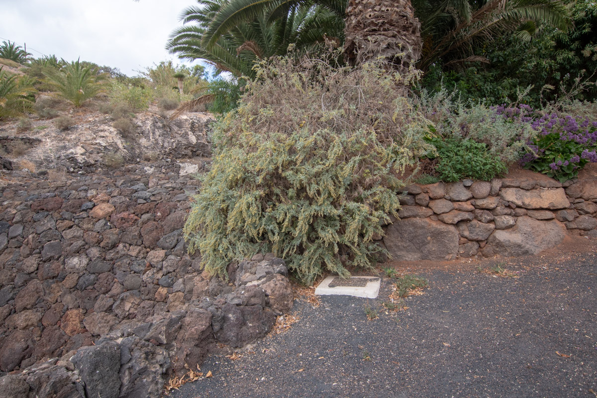 Image of genus Artemisia specimen.