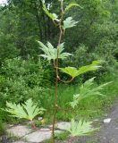 Aconitum sczukinii