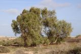 Tamarix aphylla. Старое дерево (возможно, подсажено). Египет, окр. г. Эль Дабаа, среди бывших полей. 30.11.2021.