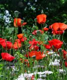 Papaver orientale