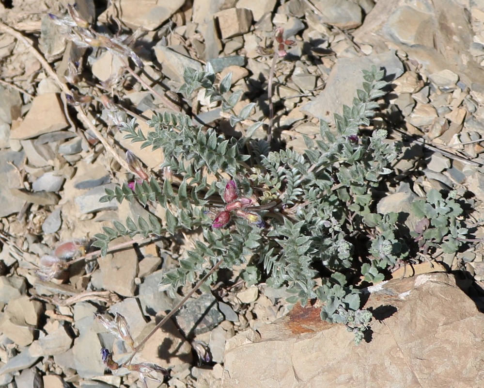 Изображение особи семейство Fabaceae.