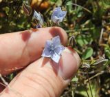 Lomatogonium carinthiacum