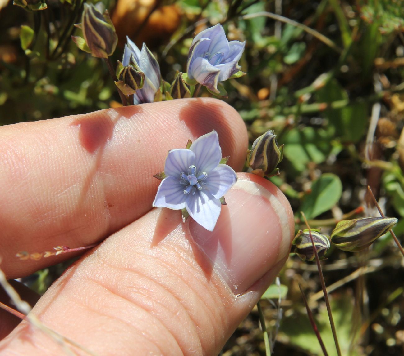 Image of Lomatogonium carinthiacum specimen.