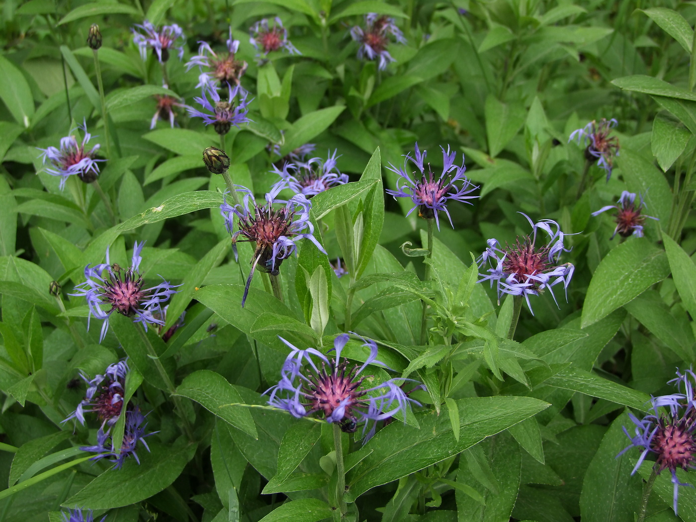 Image of Centaurea montana specimen.