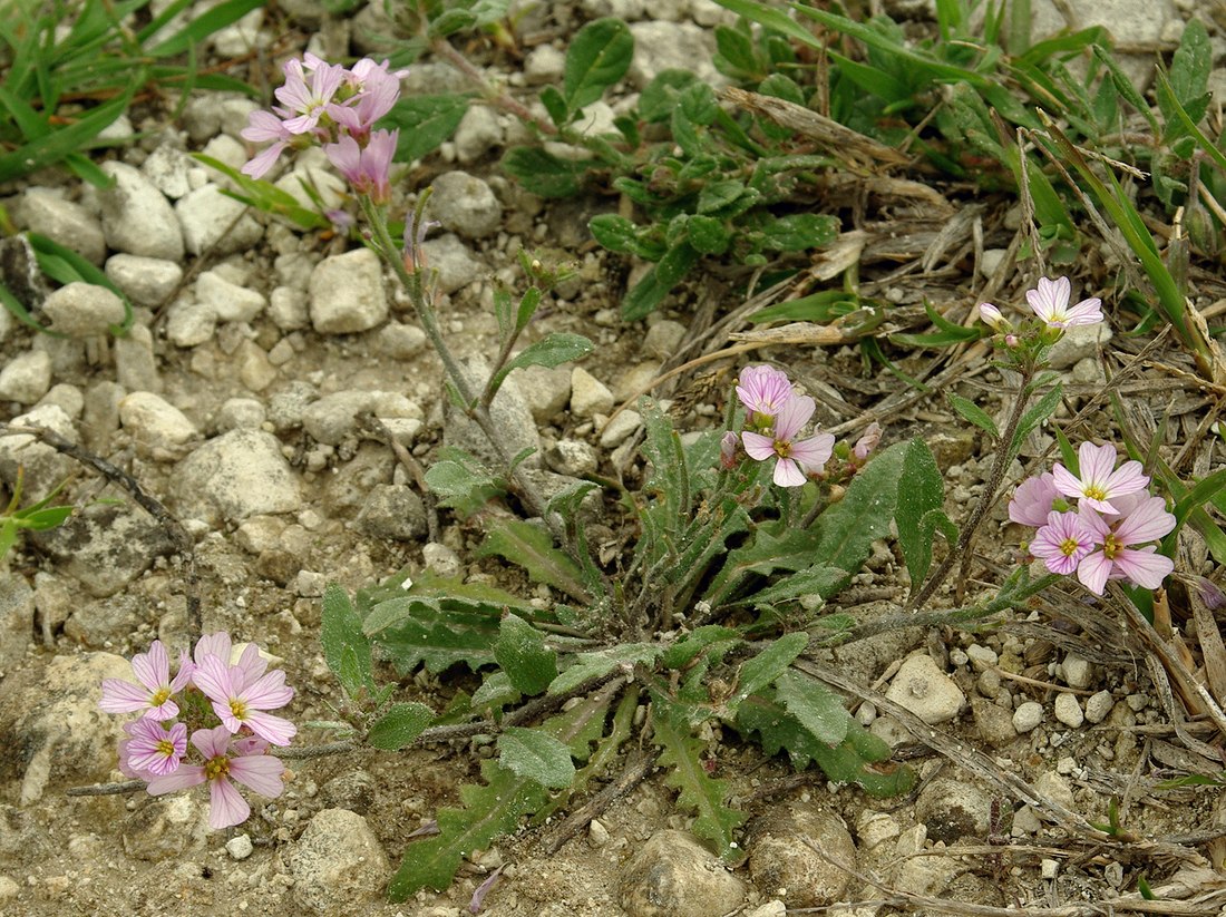 Изображение особи Neotorularia contortuplicata.