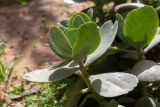 Kalanchoe marmorata