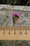 Dianthus ruprechtii